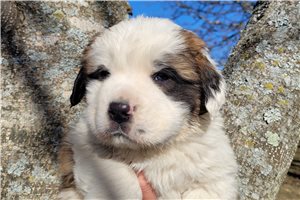 Amos - puppy for sale