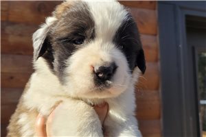 Astrid - puppy for sale