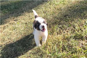 Zane - Saint Bernard - St. Bernard for sale
