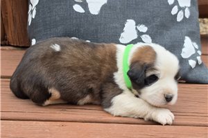 Zach - Saint Bernard - St. Bernard for sale