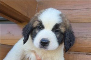Zoey - St. Bernard for sale