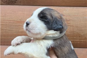 Ziggy - Saint Bernard - St. Bernard for sale