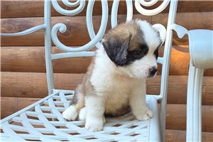 Ziggy - St. Bernard for sale