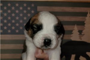 Hudson - Saint Bernard - St. Bernard for sale