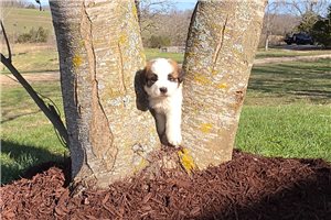 Henry - Saint Bernard - St. Bernard for sale