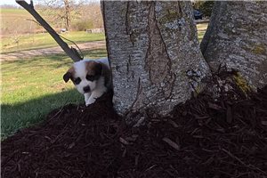 Harvey - Saint Bernard - St. Bernard for sale