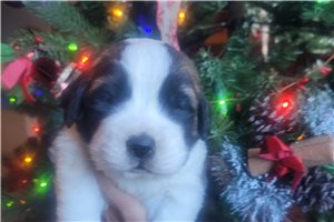 Ashton - puppy for sale