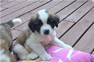 Zane - St. Bernard for sale