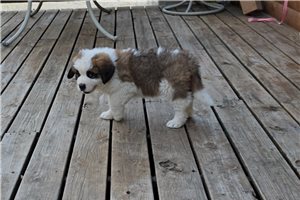 Henry - Saint Bernard - St. Bernard for sale