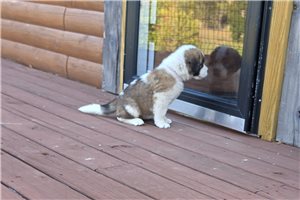 Zaylee - St. Bernard for sale