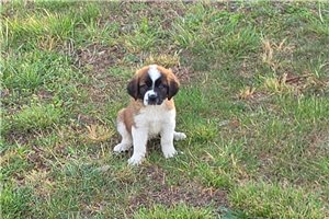 Hope - Saint Bernard - St. Bernard for sale