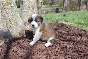 Holden - Saint Bernard - St. Bernard for sale