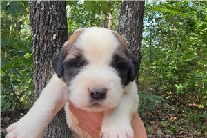 Zoey - Saint Bernard - St. Bernard for sale