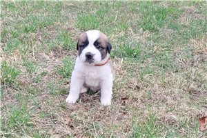 Holden - puppy for sale