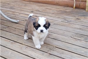 Achilles - puppy for sale