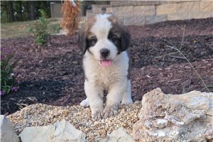 Zach - St. Bernard for sale