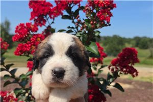 Zaylee - Saint Bernard - St. Bernard for sale