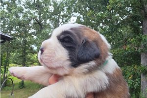 Zion - Saint Bernard - St. Bernard for sale