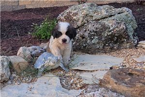 Zeus - St. Bernard for sale