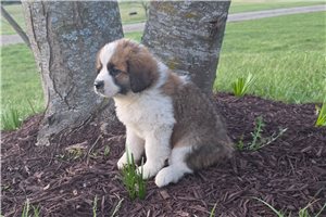 Haven - Saint Bernard - St. Bernard for sale