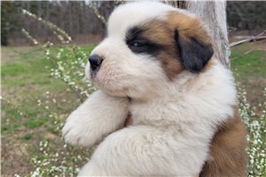 Henry - puppy for sale