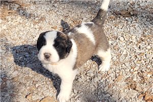 Alexander - puppy for sale