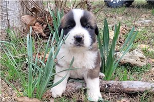 Harrison - puppy for sale