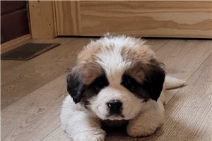Armand - puppy for sale