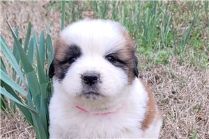 Helena - puppy for sale