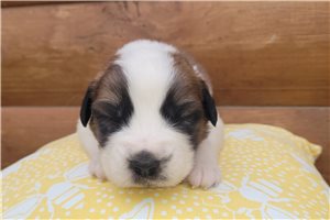 Holden - Saint Bernard - St. Bernard for sale