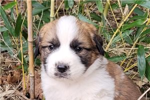 Haven - Saint Bernard - St. Bernard for sale