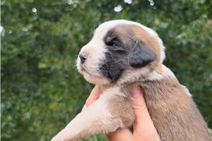 Zeke - Saint Bernard - St. Bernard for sale