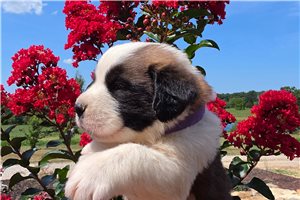 Zoey - Saint Bernard - St. Bernard for sale