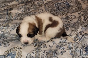 Harvey - Saint Bernard - St. Bernard for sale