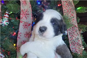 Axel - puppy for sale