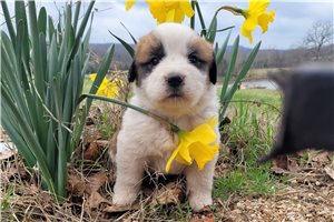 Harper - puppy for sale