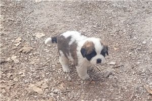 Alvin - puppy for sale