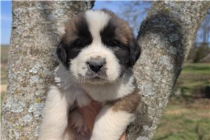 Harrison - Saint Bernard - St. Bernard for sale