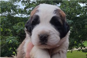 Zaylee - Saint Bernard - St. Bernard for sale