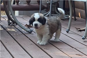 Zion - St. Bernard for sale