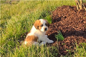 Hudson - Saint Bernard - St. Bernard for sale