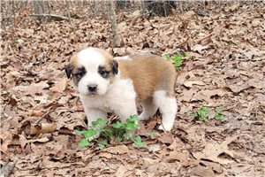 Hudson - Saint Bernard - St. Bernard for sale