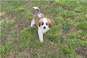 Harper - Saint Bernard - St. Bernard for sale