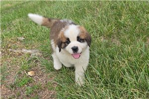 Henry - Saint Bernard - St. Bernard for sale