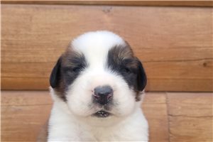 Hunter - Saint Bernard - St. Bernard for sale