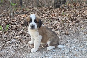 Holden - Saint Bernard - St. Bernard for sale