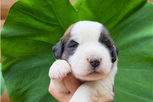 Zane - Saint Bernard - St. Bernard for sale