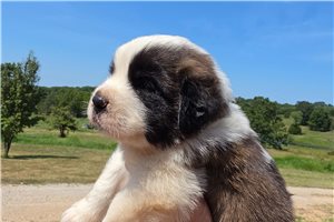 Zeus - Saint Bernard - St. Bernard for sale