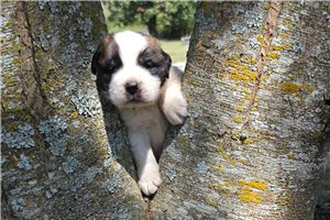 Zion - Saint Bernard - St. Bernard for sale
