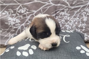 Harrison - Saint Bernard - St. Bernard for sale
